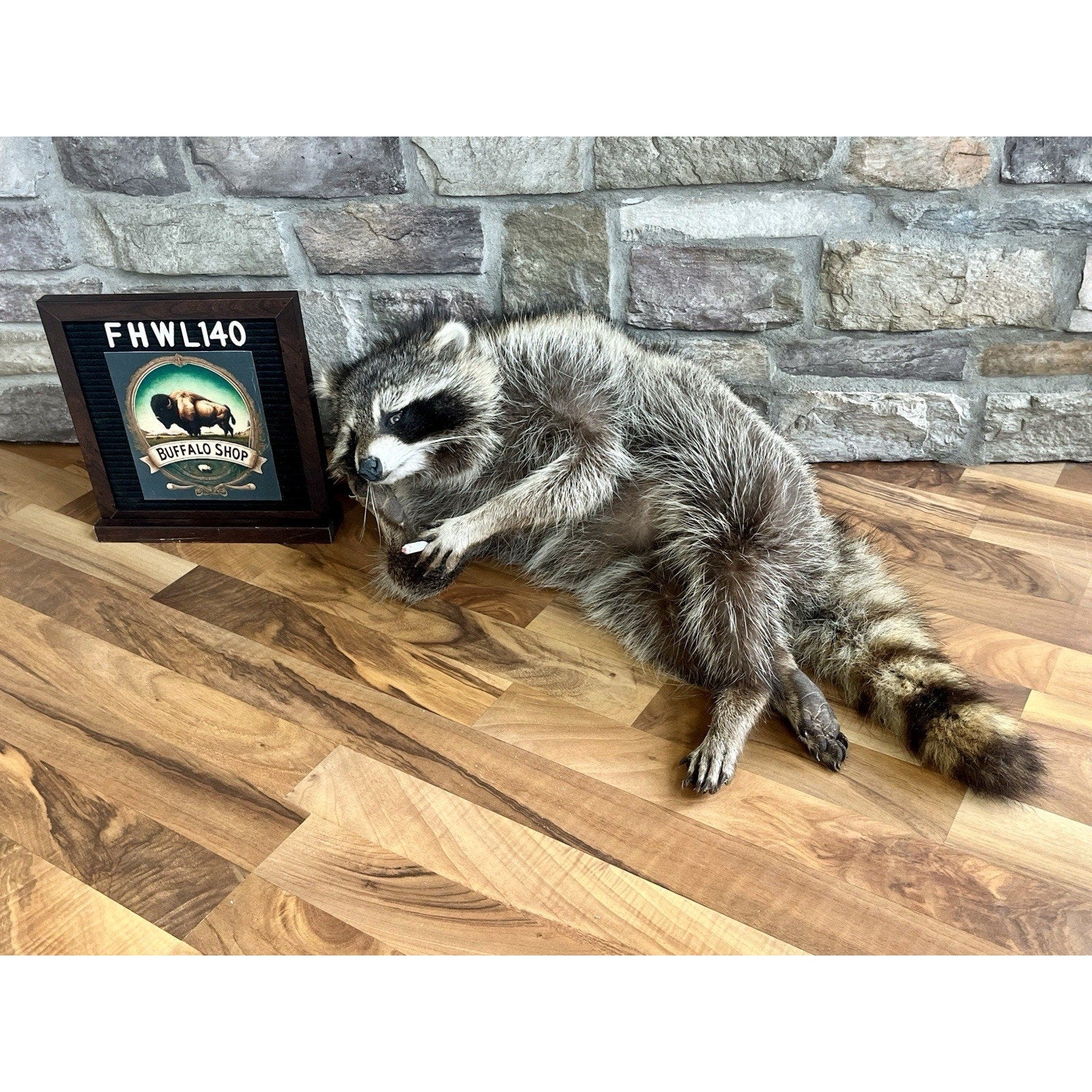 FHWL140- Fat Raccoon Taxidermy Mount