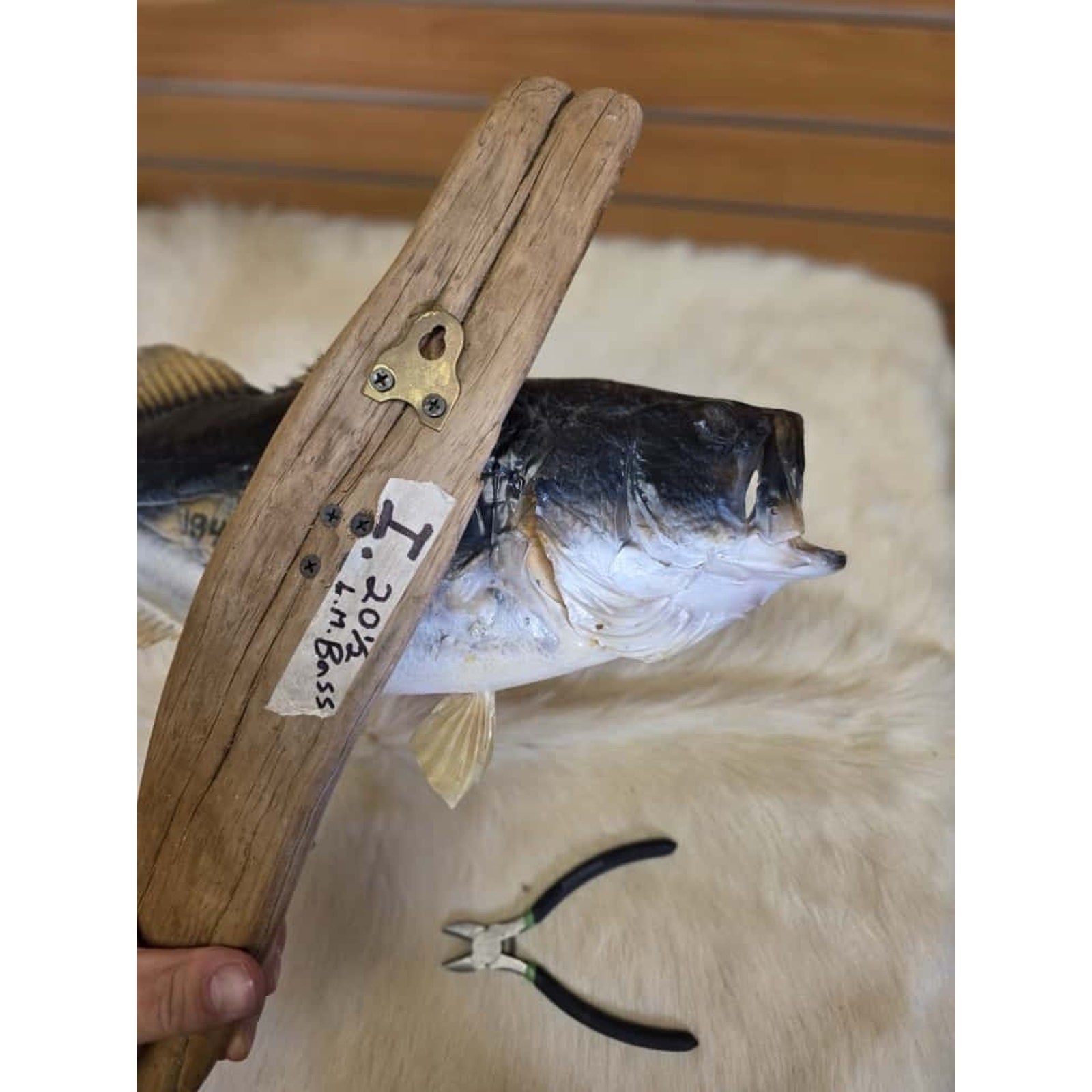 JTV210 - bass 20 1/2" Real Skin Fish Taxidermy