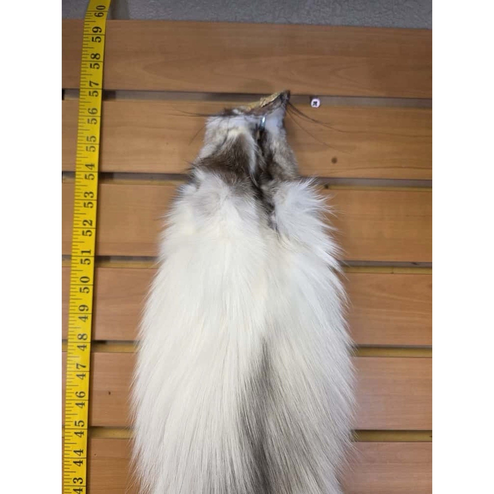 FHCM12 - Ranch Fox Soft Tanned Furs Taxidermy