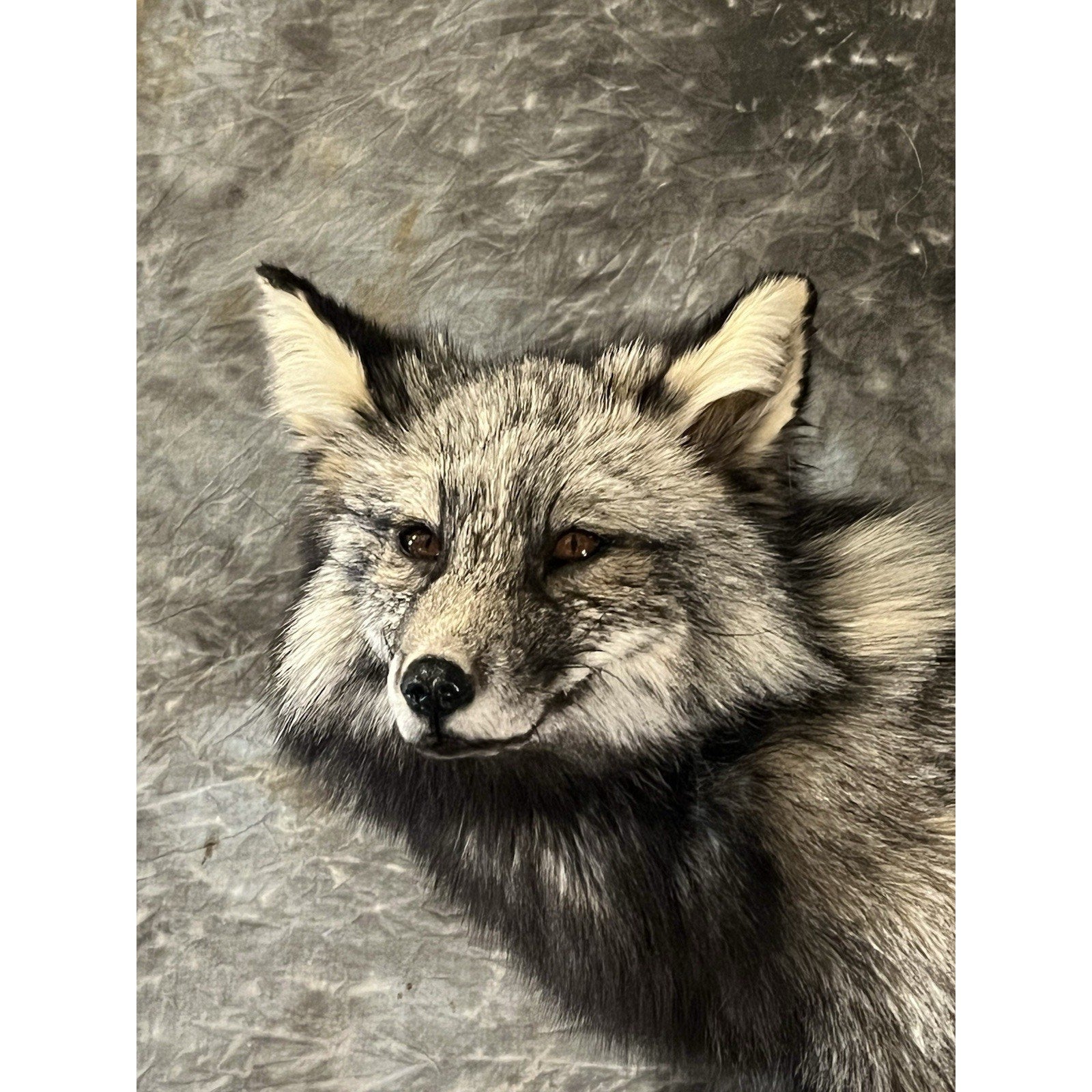 FHWL31 -museum Quality Cross Fox Taxidermy mount