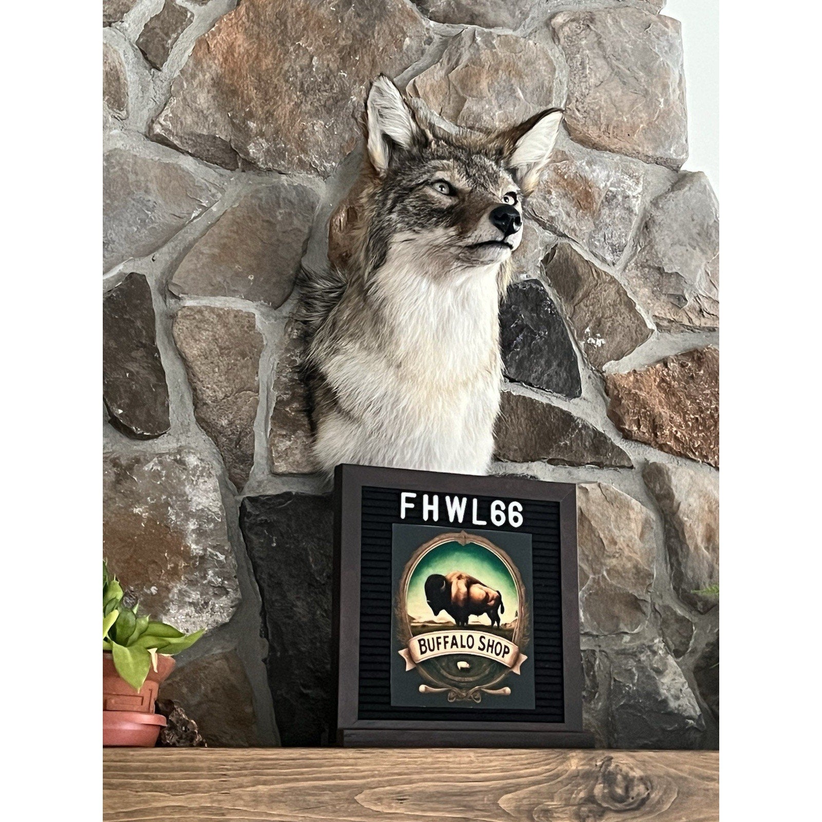 FHWL66 - Coyote Shoulder Museum Quality mount Taxidermy