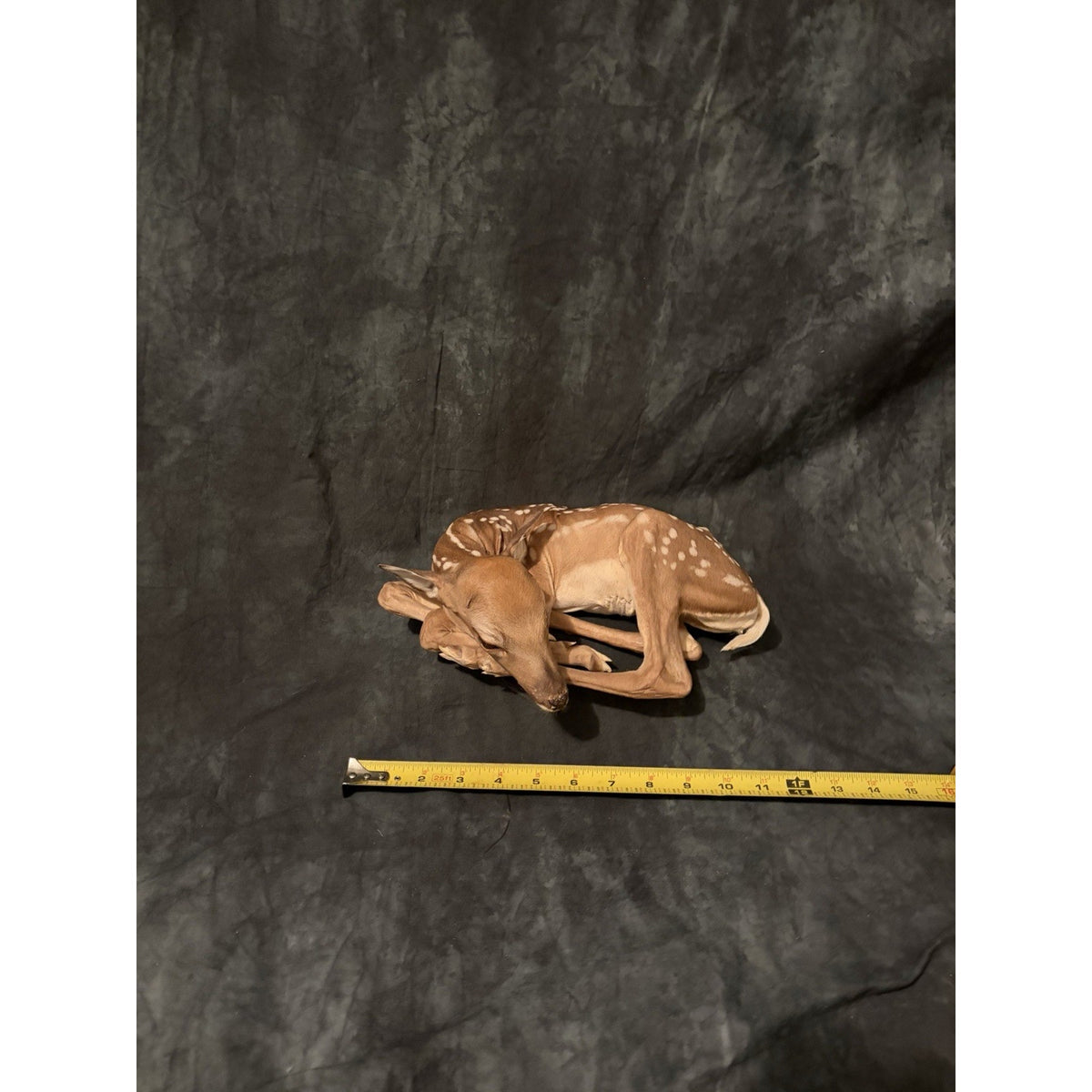 FHBRAD740 - Fawn Lifesize Taxidermy Mount Baby Deer
