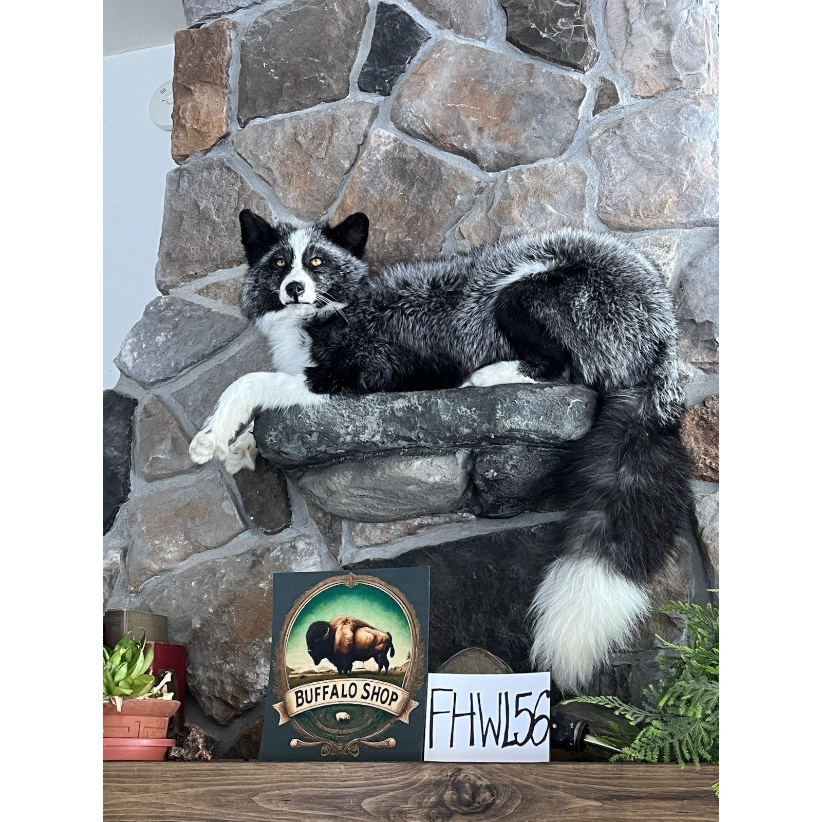 FHWL56 - Beautiful Black & White Fox Taxidermy Full Body Mount