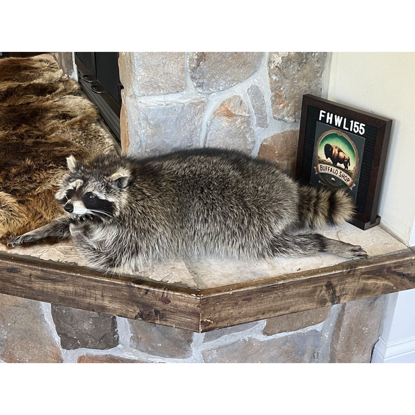 FHWL155 - Real Fat Raccoon Taxidermy Mount