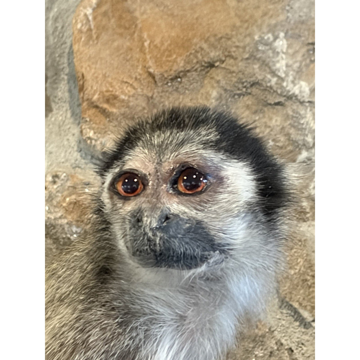 FHWL240 -Squirrel Monkey Taxidermy Mount