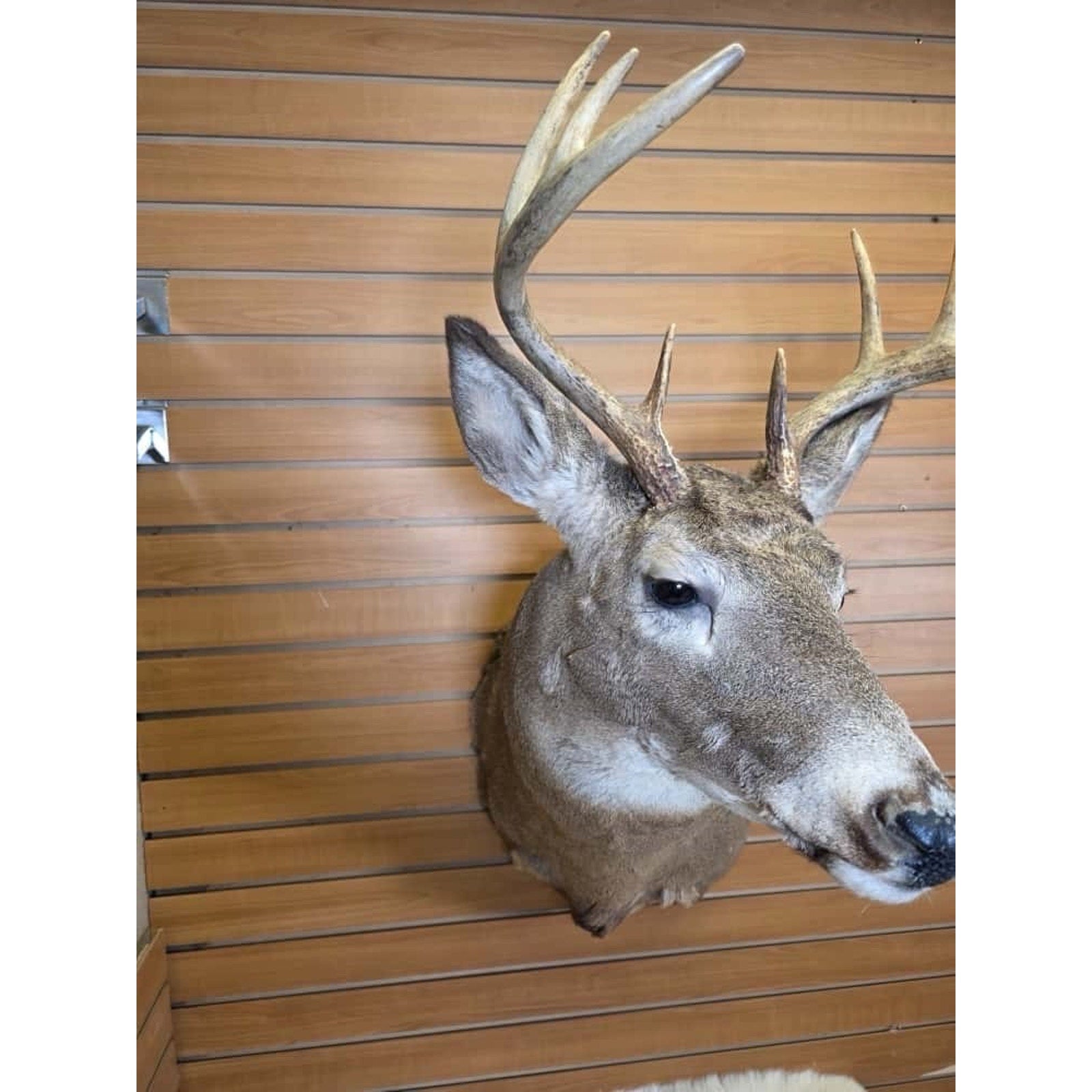 FHMN5 - Whitetail Deer Real Antler Deer Taxidermy Mount