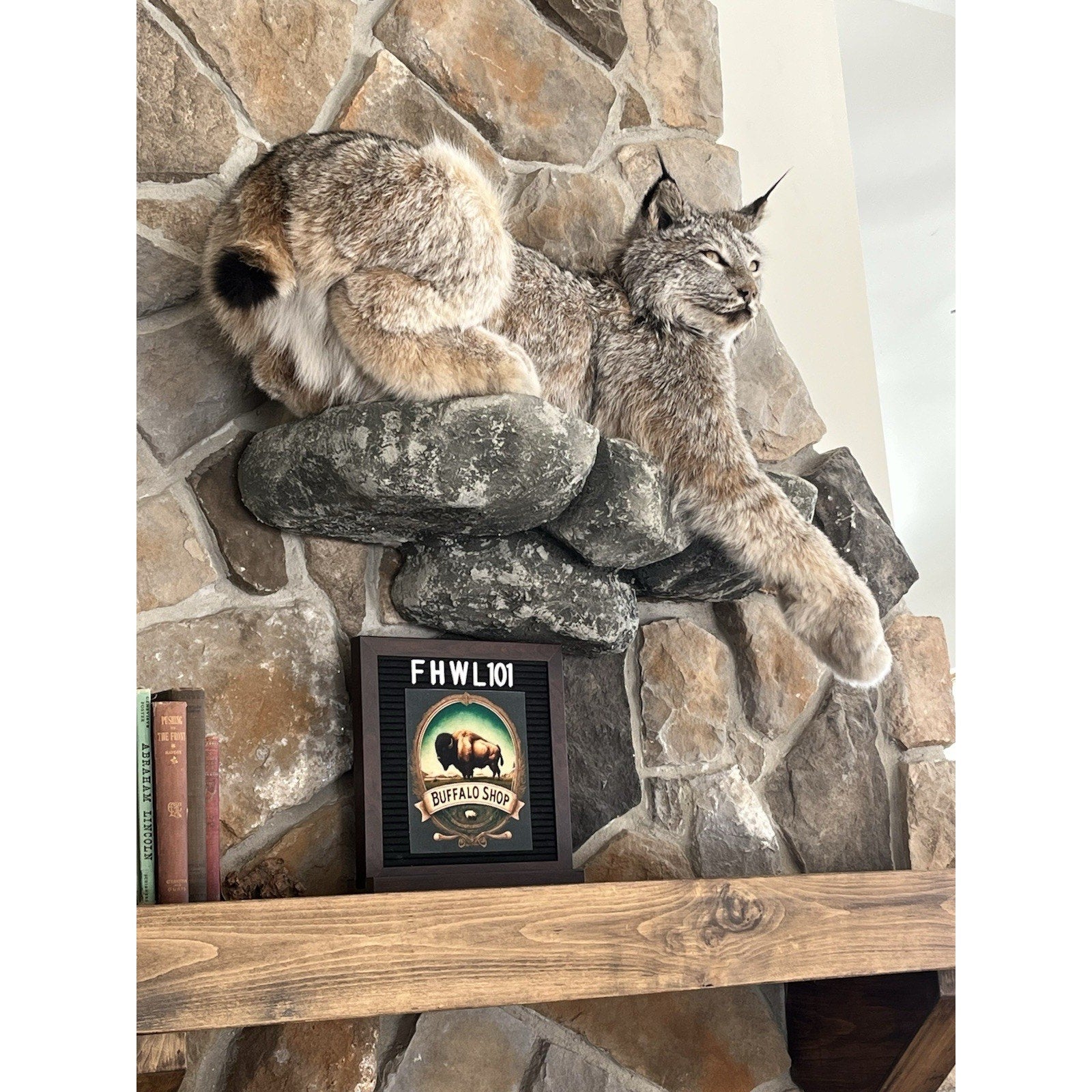 FHWL101 - Alaskan Lynx Taxidermy Full Body Mount Prime Fur