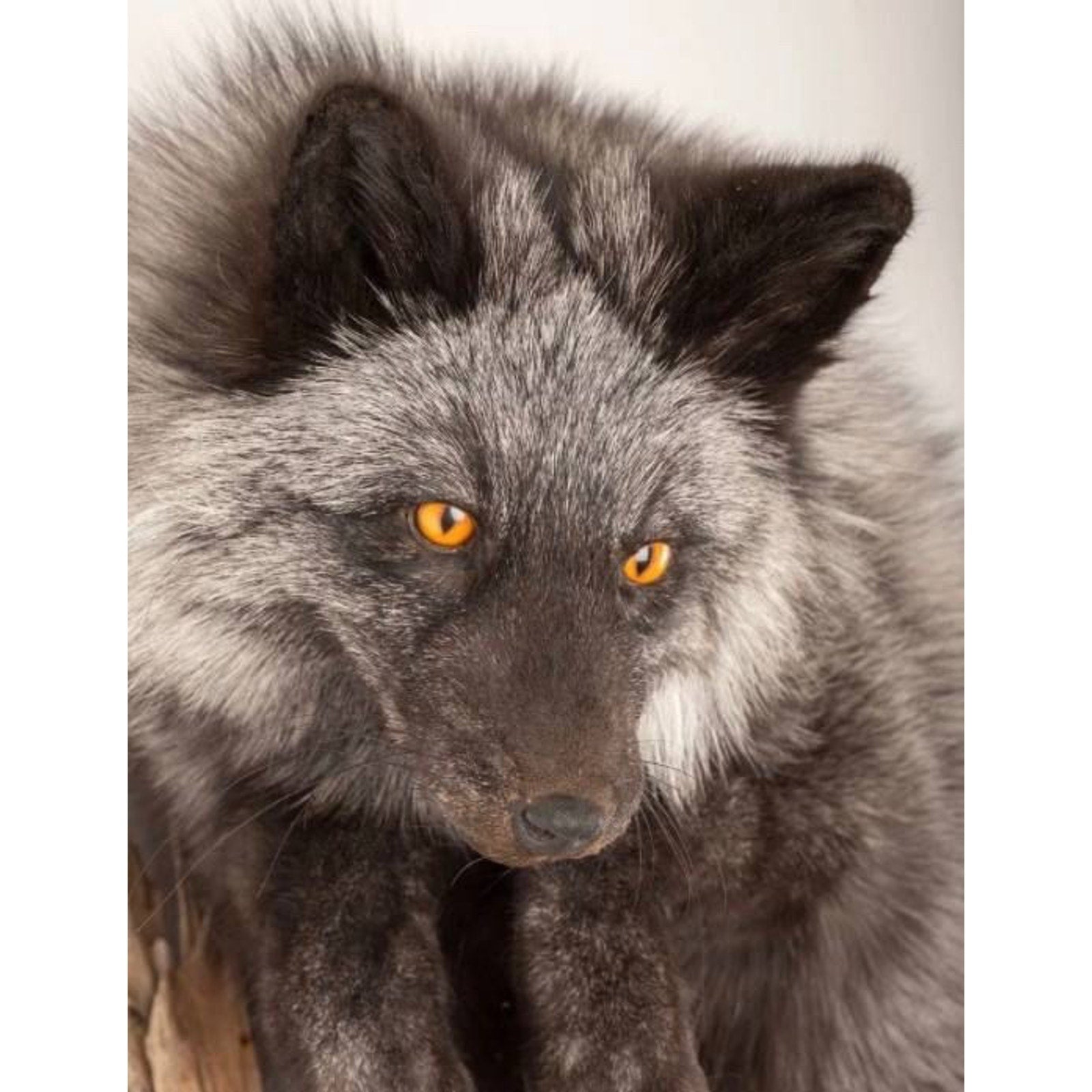 FHART113 - Silver Fox (Vulpes Vulpes) Taxidermy Wall Mount Life Size