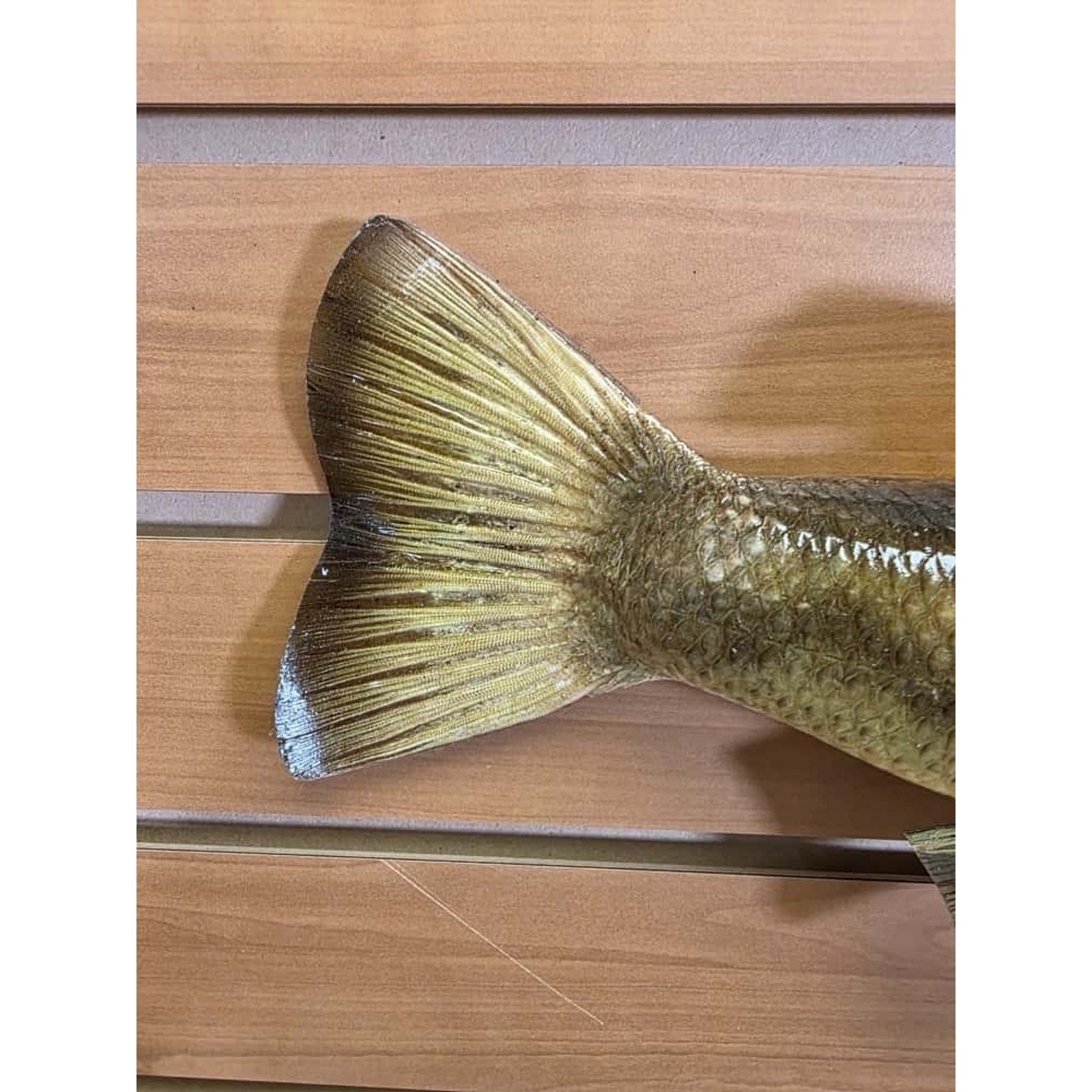 JTV206 - bass 19” Real Skin Fish Taxidermy Mount
