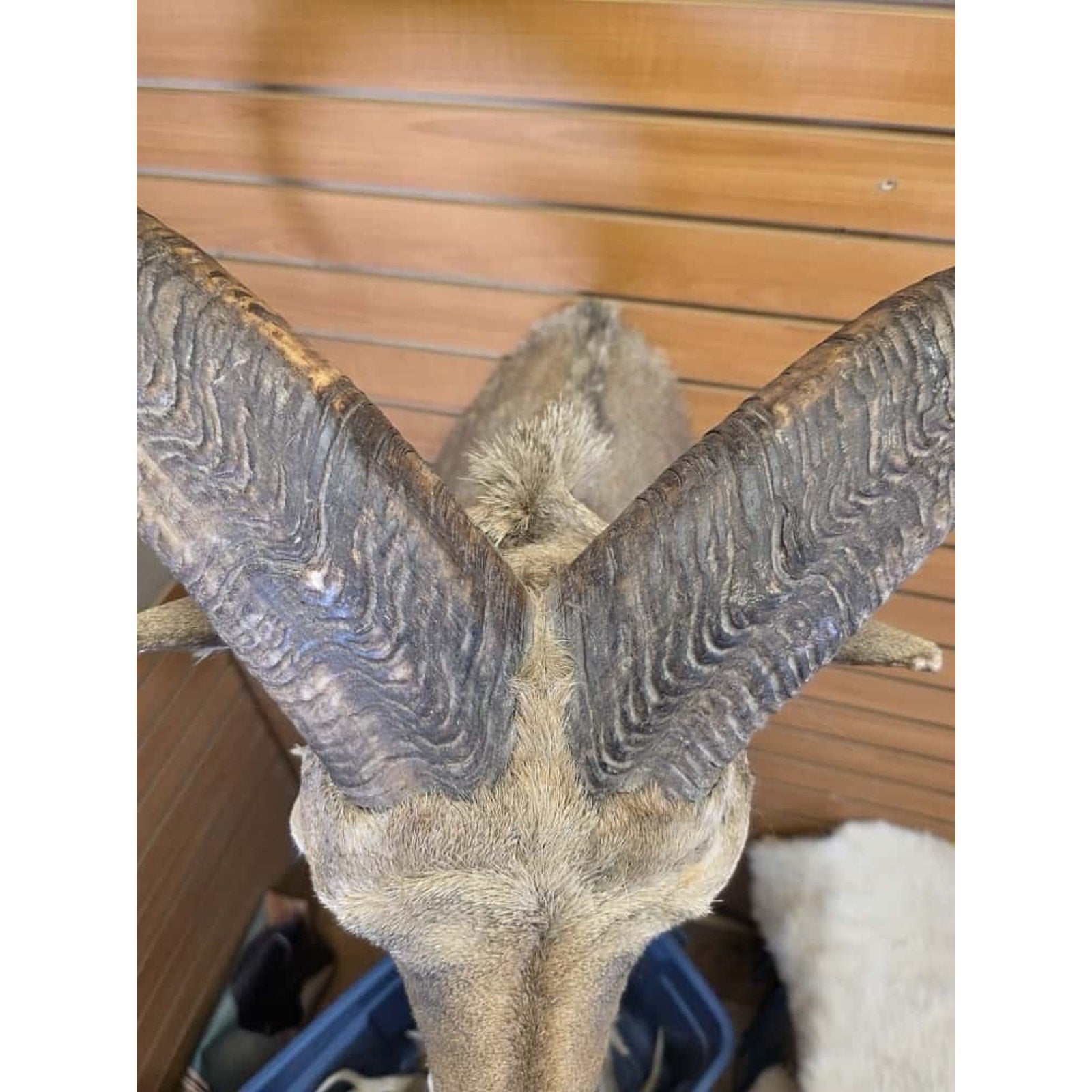 JTV30 - Aoudad taxidermy shoulder mount