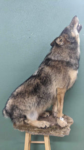 Alaskan wolf howling full body taxidermy mount