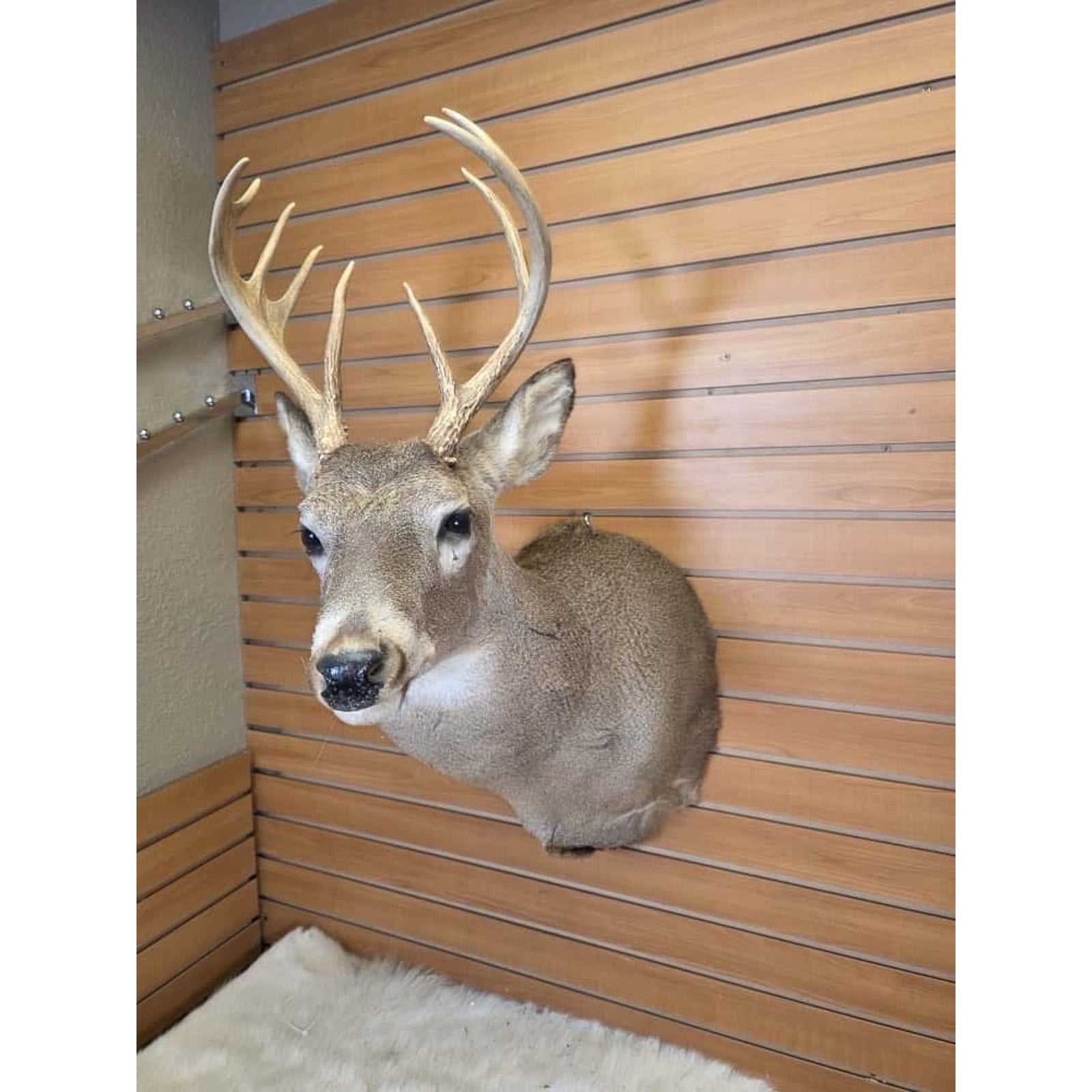 FHMN15- Whitetail Deer Real Antler Deer Taxidermy Mount