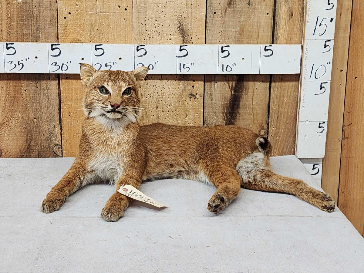 FH30A - Bobcat Full Body Taxidermy Mount