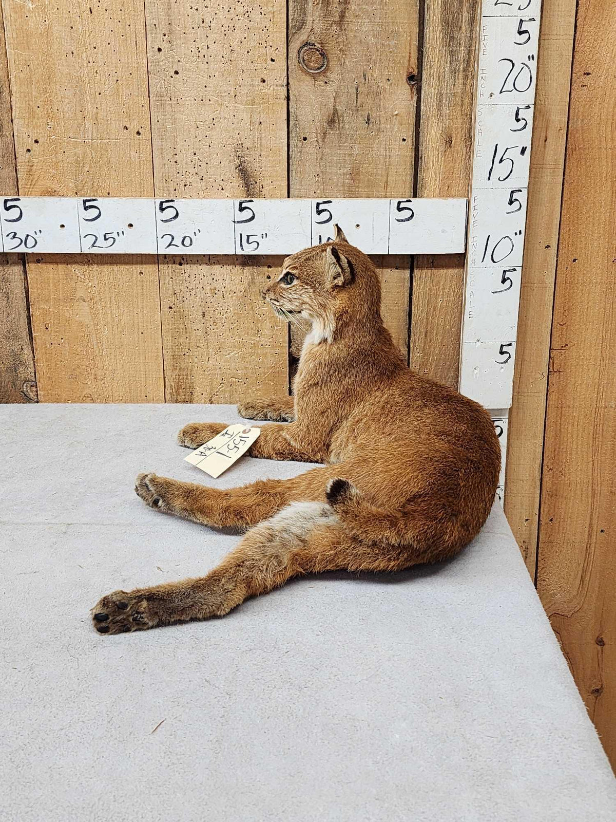 FH30A - Bobcat Full Body Taxidermy Mount