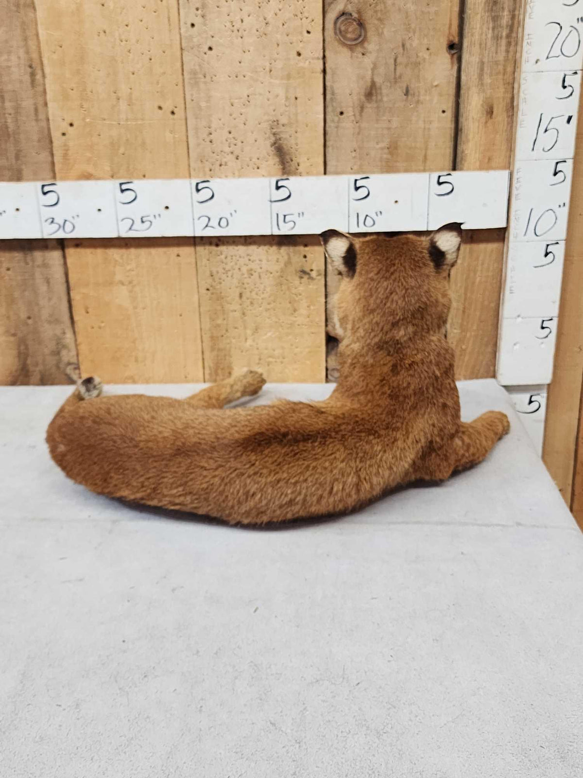 FH30A - Bobcat Full Body Taxidermy Mount