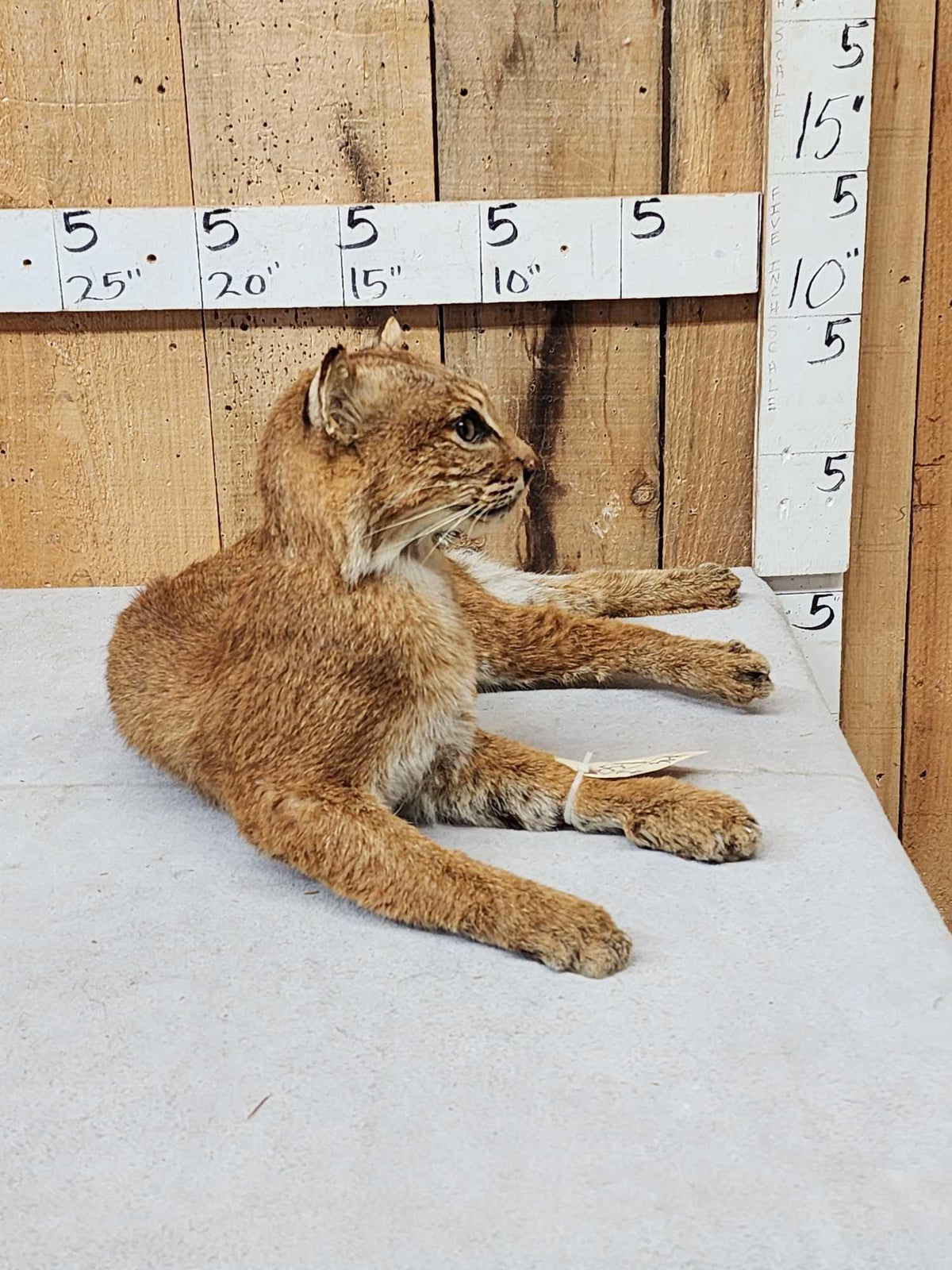 FH30A - Bobcat Full Body Taxidermy Mount
