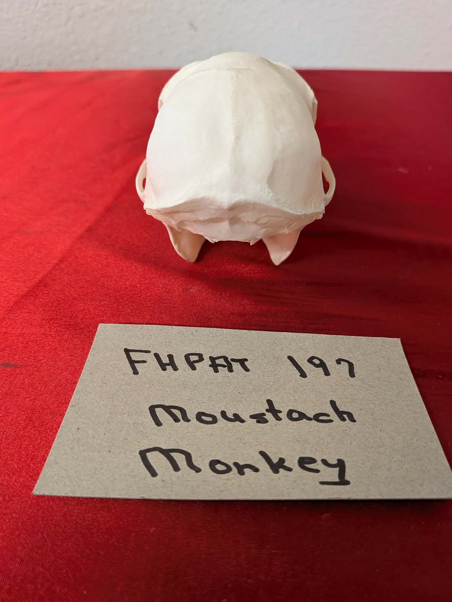 FHPAT197 - mustached real monkey skull