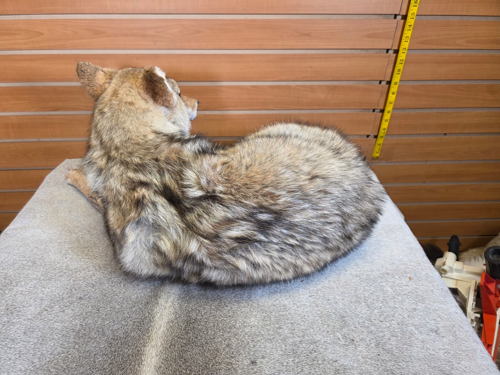 KMCY19 - Full-Body Coyote Taxidermy Mount