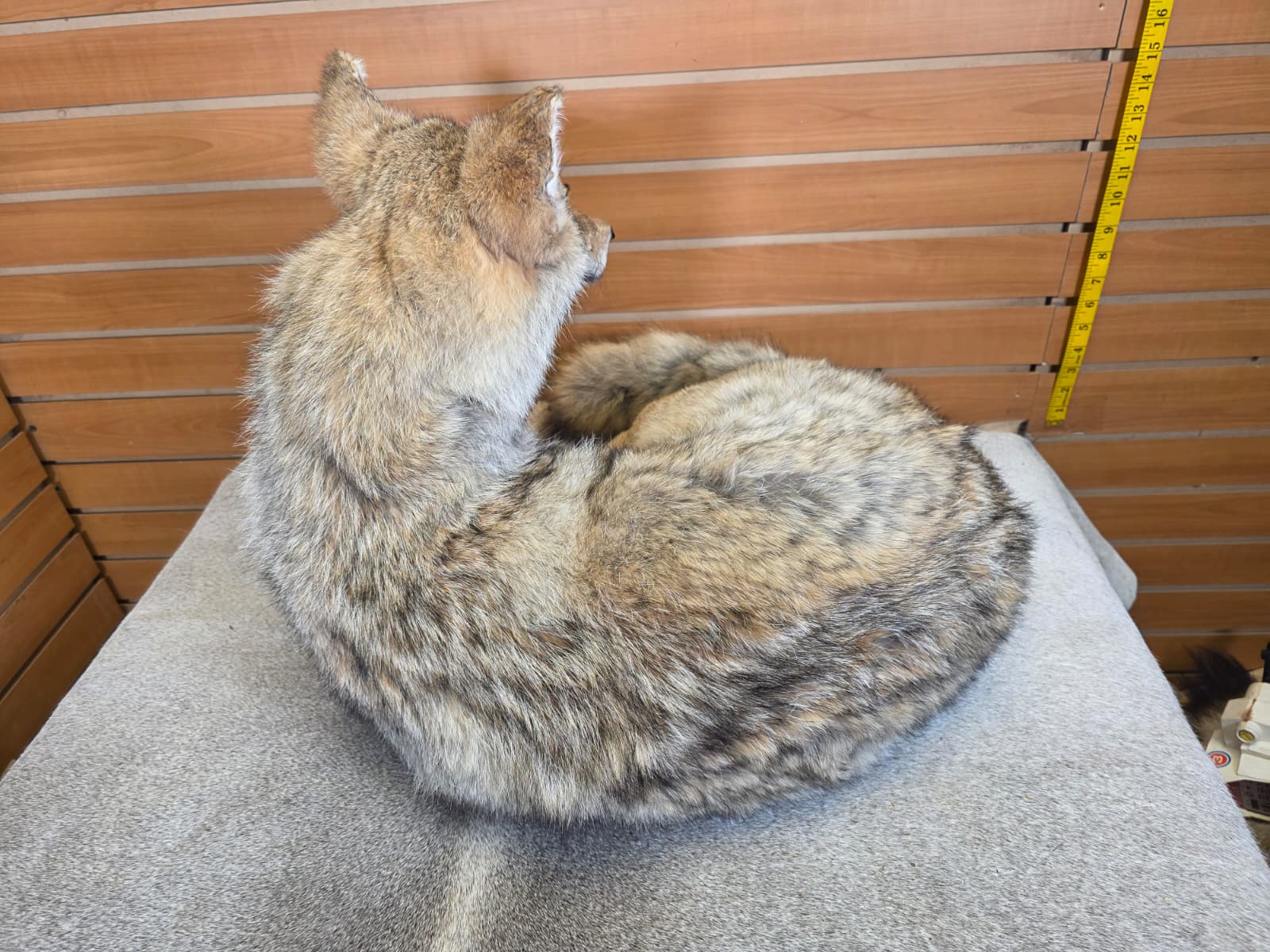 KMCY15 - Full-Body Coyote Taxidermy Mount