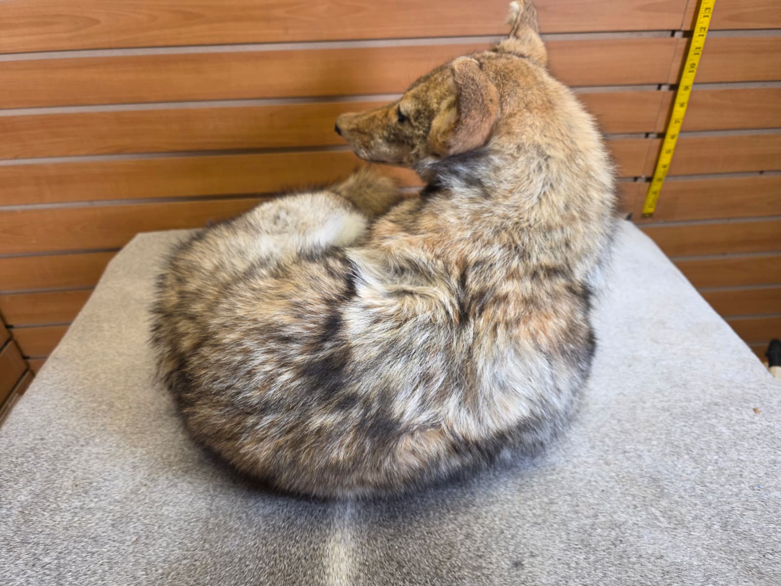 KMCY21 - Full-Body Coyote Taxidermy Mount