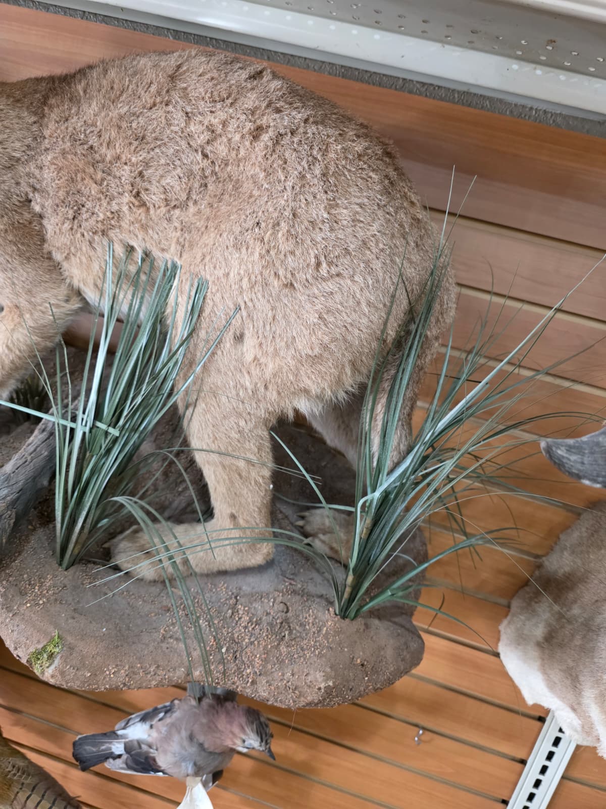 FHAB22 - Caracal – Full-body Taxidermy Mount