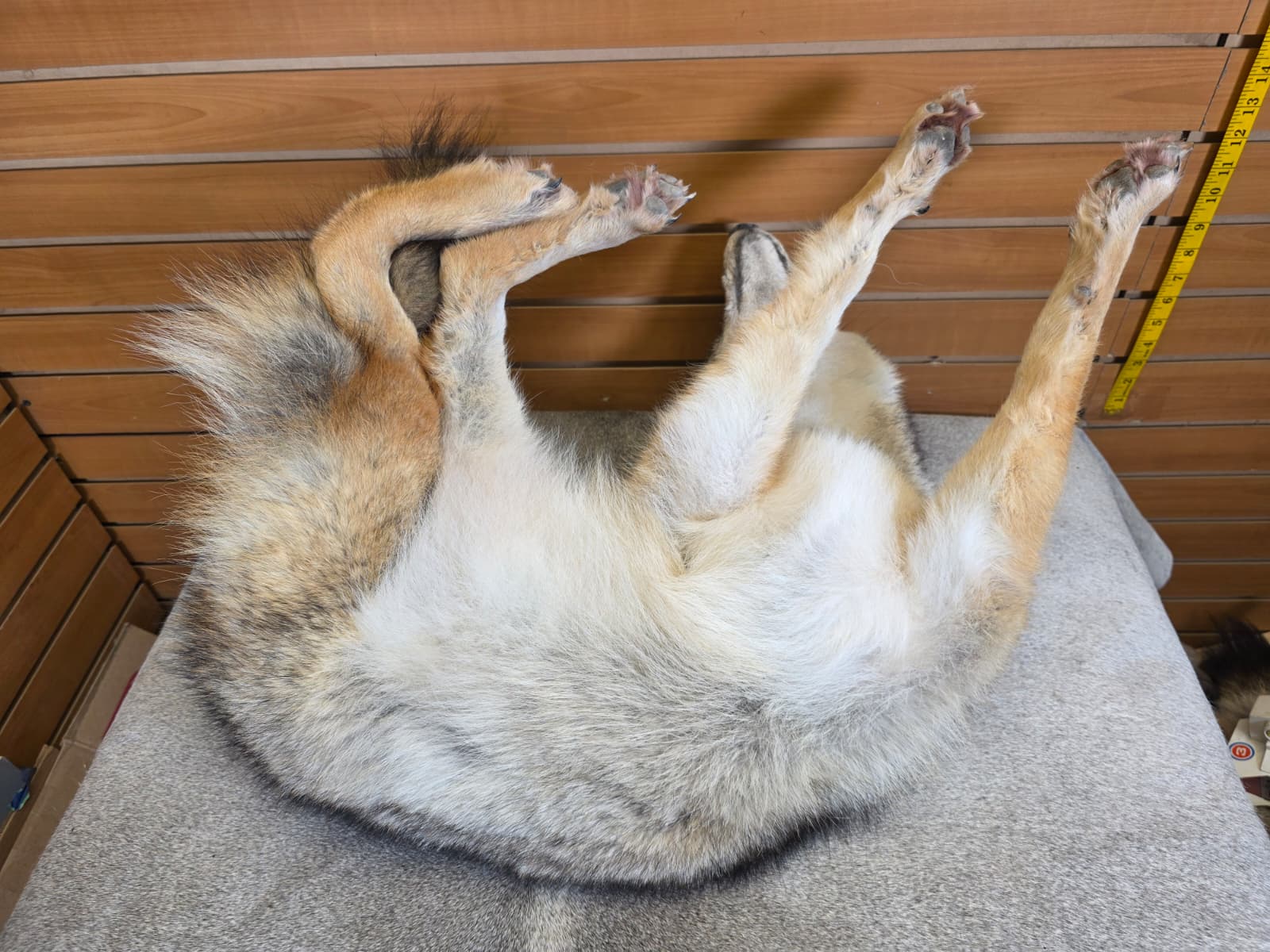 KMCY12 - Full-Body Coyote Taxidermy Mount