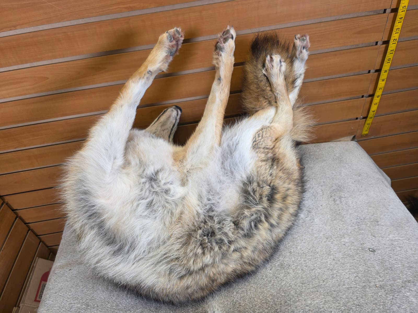 KMCY16 - Full-Body Coyote Taxidermy Mount