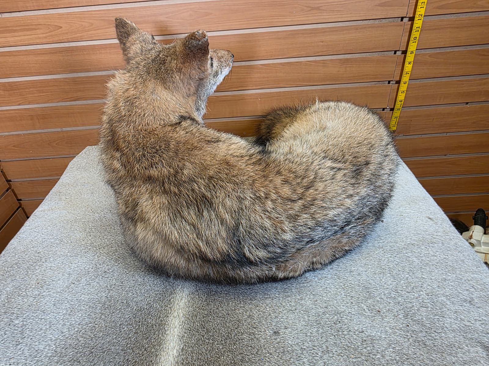 KMCY18 - Full-Body Coyote Taxidermy Mount