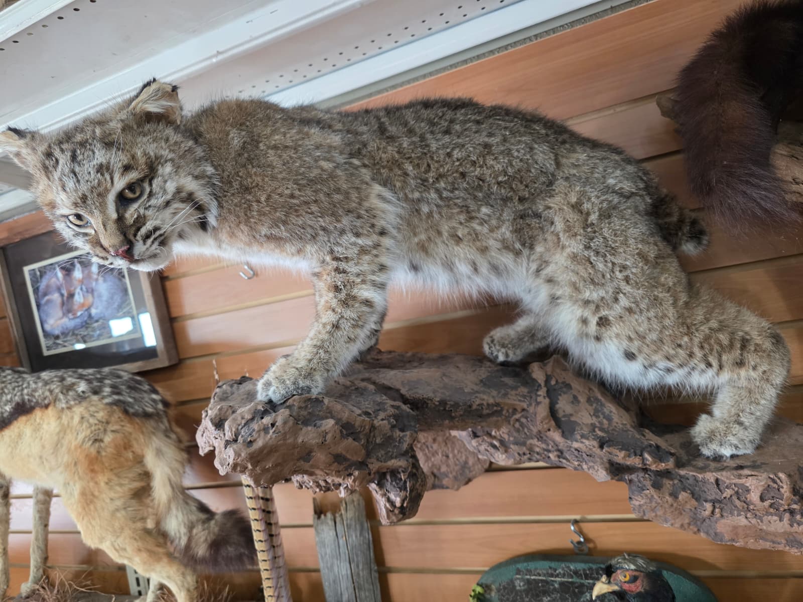 FHAB23 - Bobcat – Full-body Taxidermy Mount