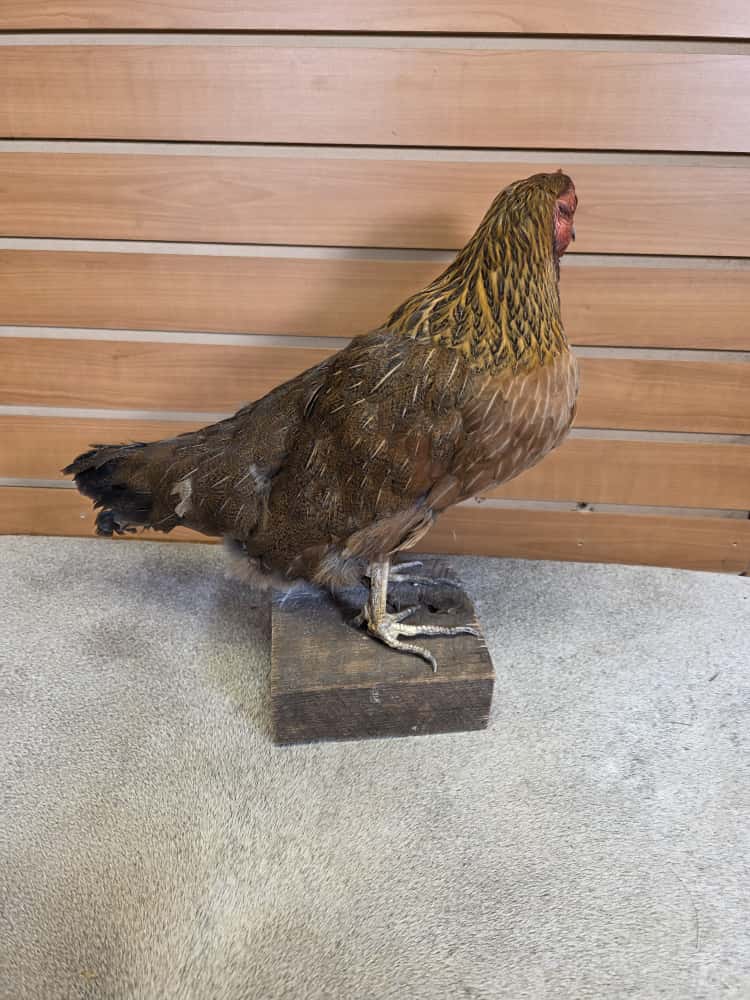 JTV287 - Welsummer Chicken – Full Body Mount