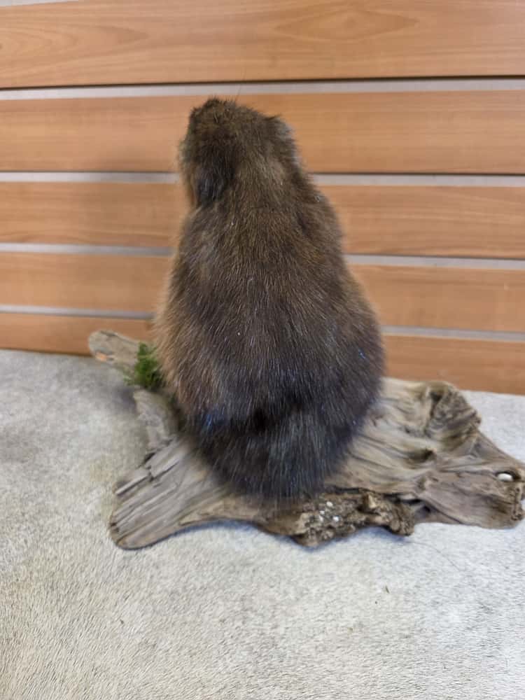 FHAB11 - Muskrat (Ondatra zibethicus) Full Mount