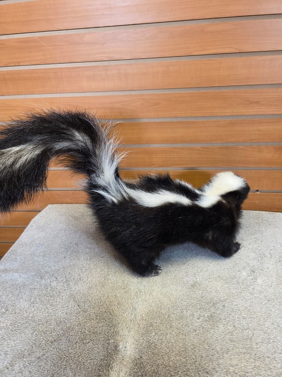 KMSK21 - Full-Body Skunk Taxidermy Mount