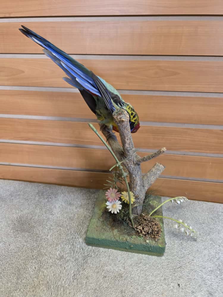 JTV276 - Farm-Raised Eastern Rosella Parrot