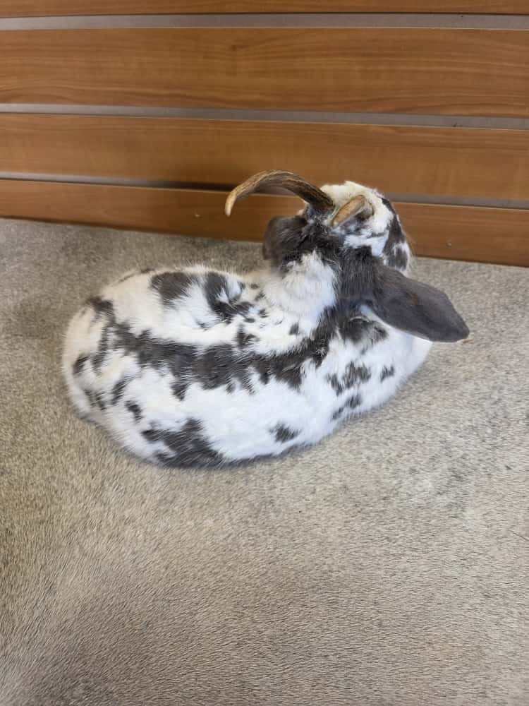 FHAB1 - Holland Lop Rabbit – Royalty Edition