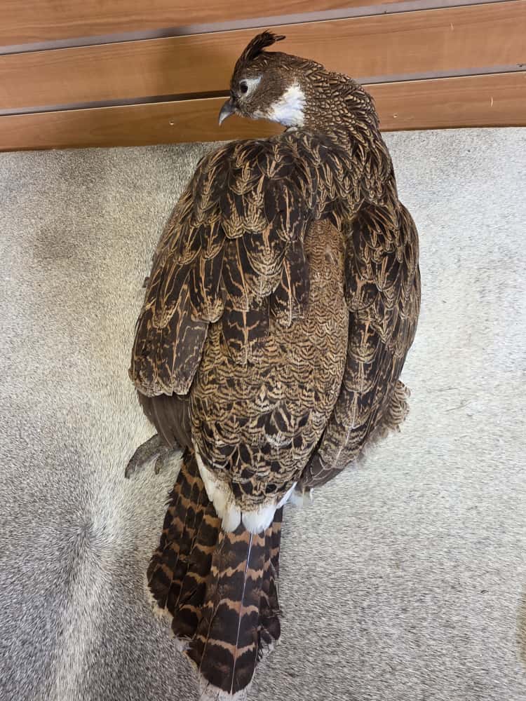 JTV277 - Impeyan Pheasant Hen Full Mount