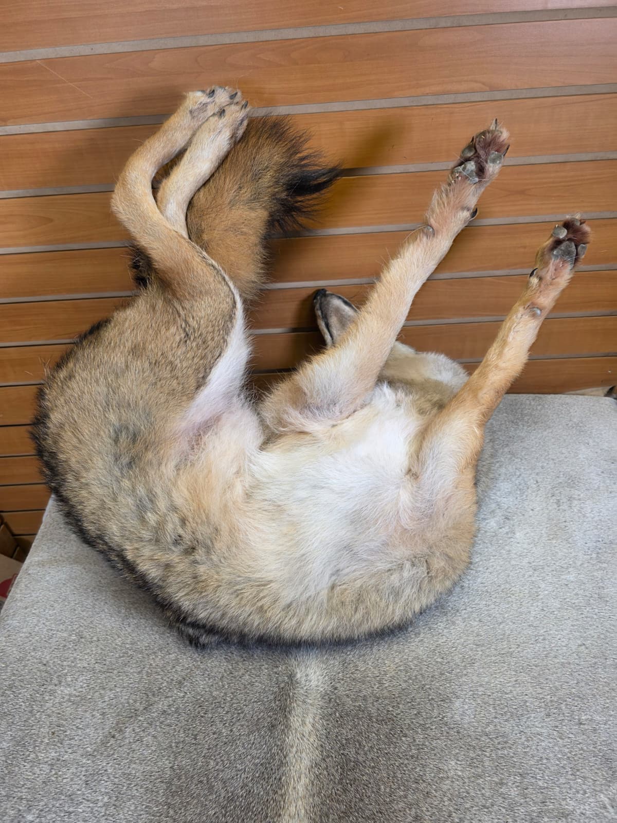 KMCY18 - Full-Body Coyote Taxidermy Mount
