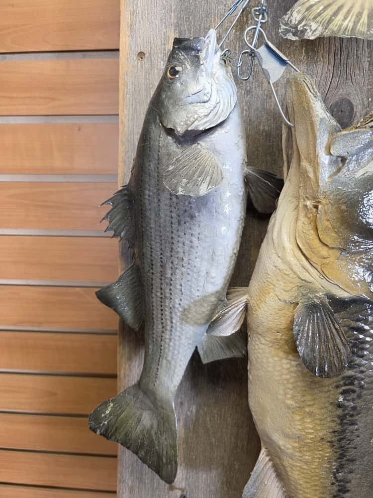 FHCM63 - Florida Bass Full Mount – Set of 3