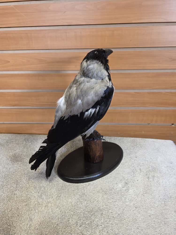 FHAB4 - hooded crow taxidermy Mount