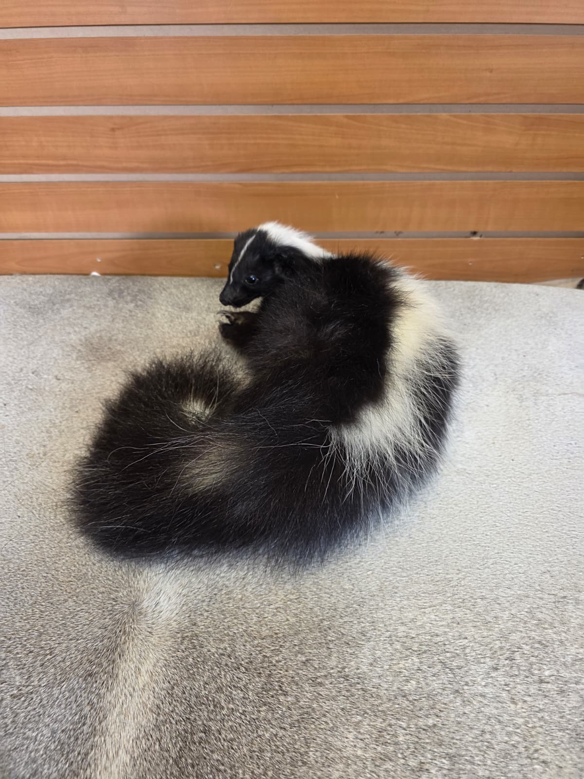 KMSK31 - Full-Body Skunk Taxidermy Mount