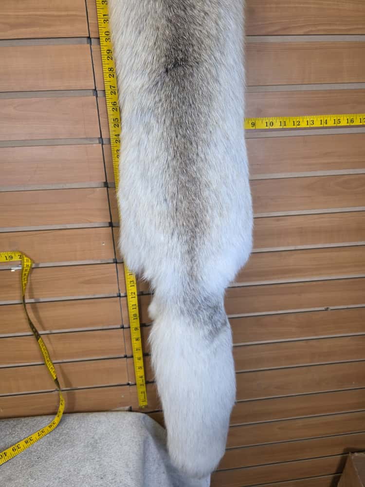 JTV291 - Champagne Fox Fur – Taxidermy Mount