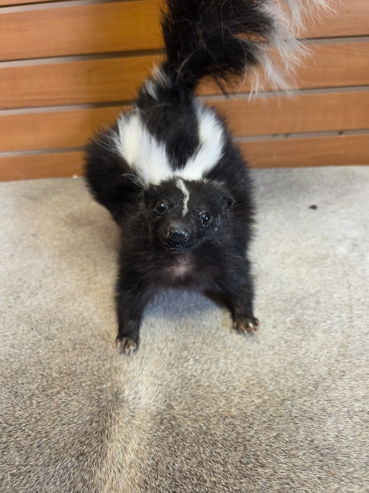 KMSK26 - Full-Body Skunk Taxidermy Mount