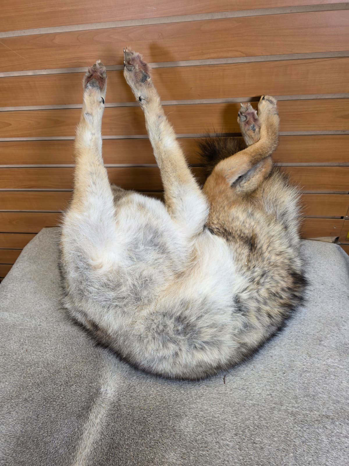 KMCY21 - Full-Body Coyote Taxidermy Mount