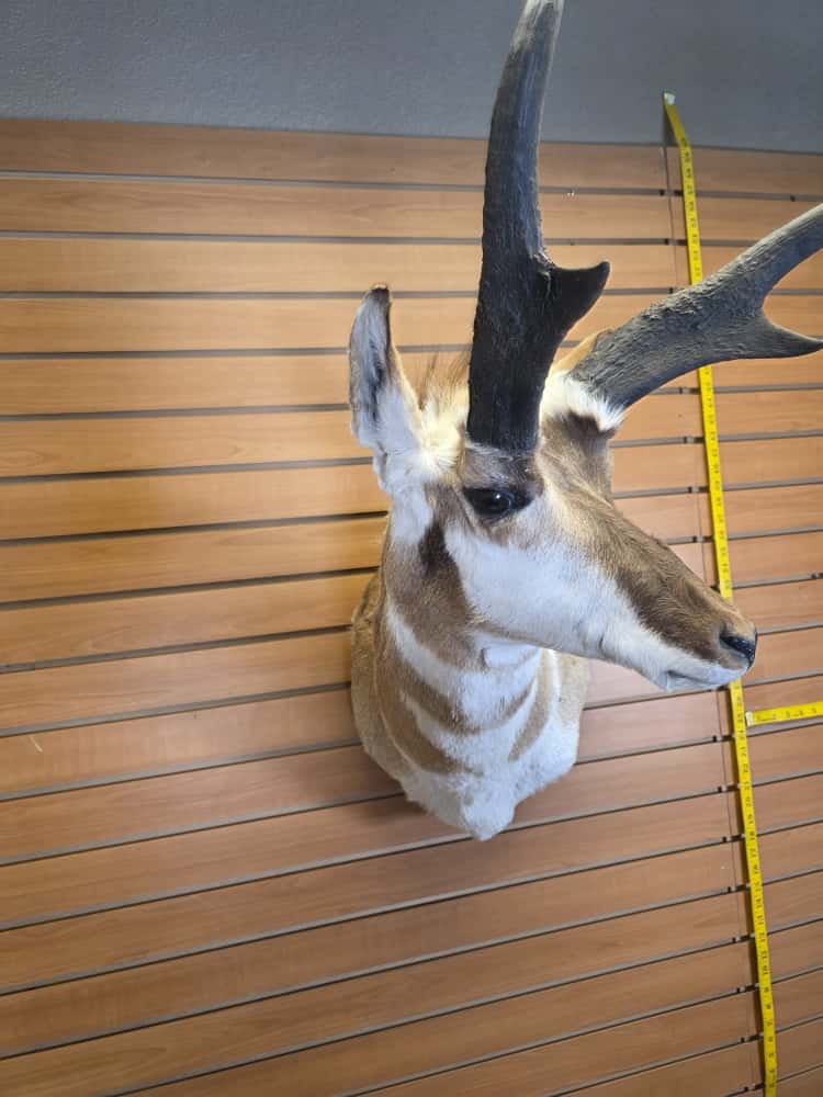 FHCM64 - Pronghorn Antelope Head Mount
