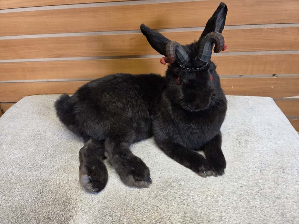 FHAB2 - Black Jackalope Taxidermy with Red Eyes