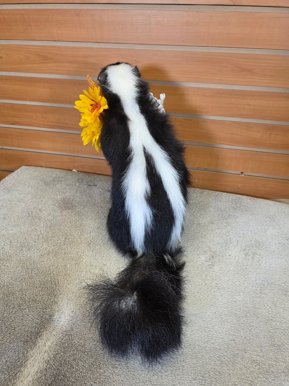 KMSK39 - Full Skunk with Floral Wreath Taxidermy Mount
