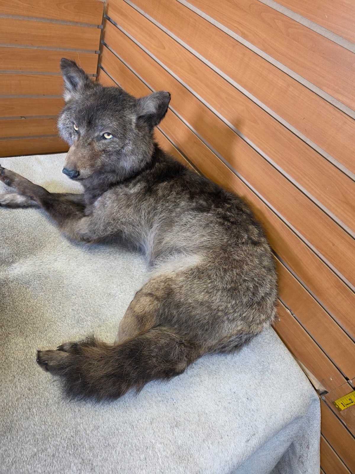 KMCY25 - Full-Body Coyote Taxidermy Mount