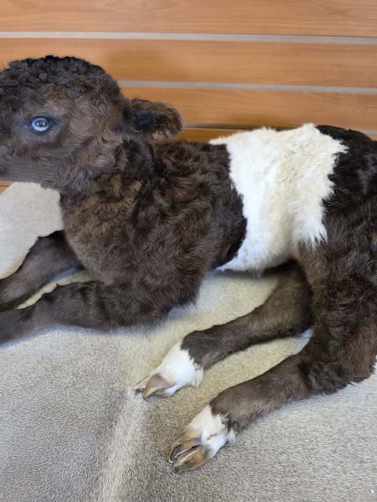 FHAB13 - Buffalo taxidermy mount (Cross Cow) Beeffalo