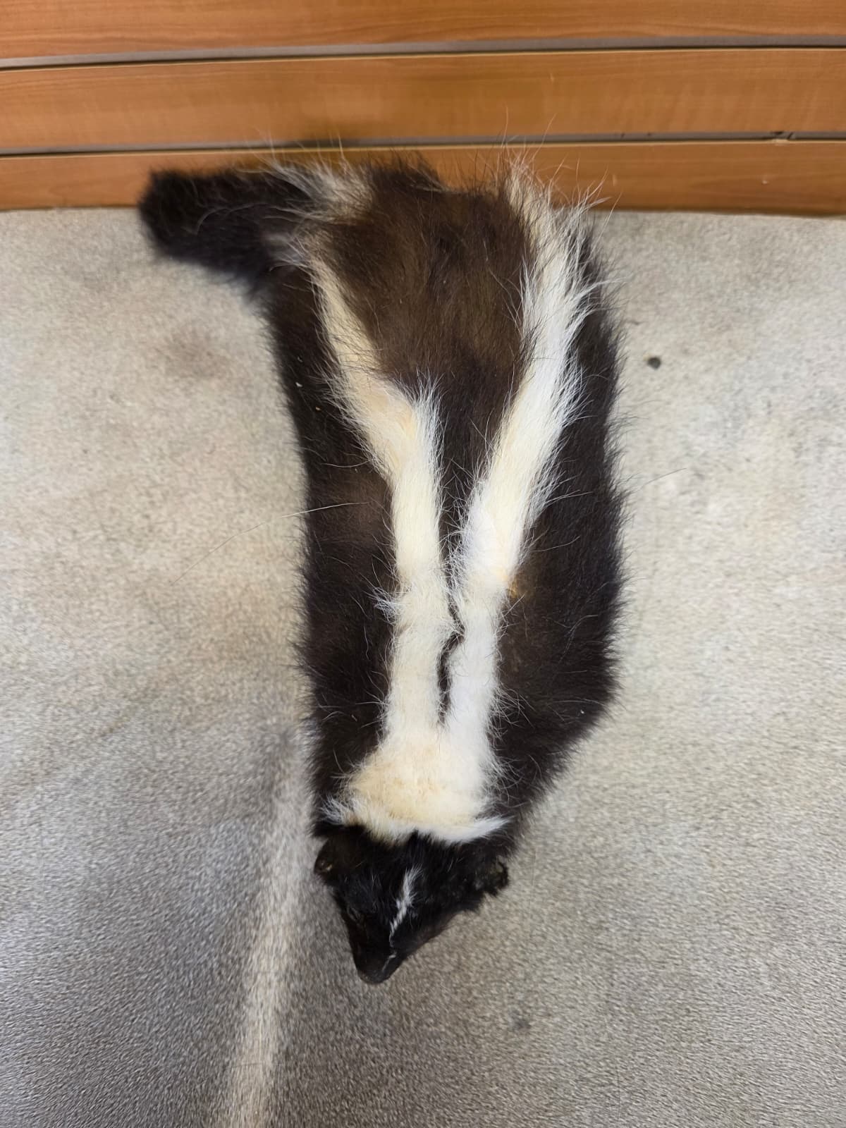 KMSK24 - Full-Body Skunk Taxidermy Mount