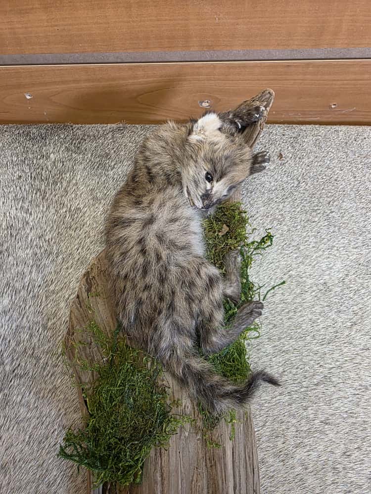 FHAB6 - serval cat baby kitten taxixermy Mount