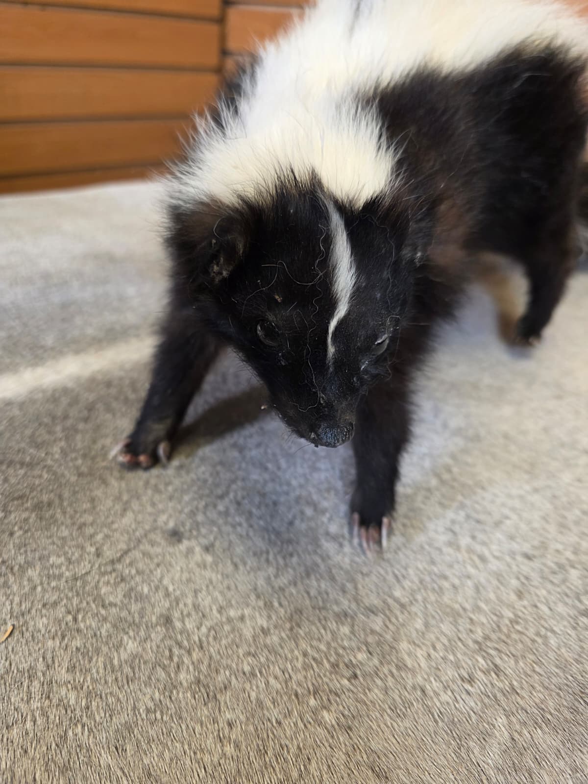 KMSK17 - Full-Body Skunk Taxidermy Mount